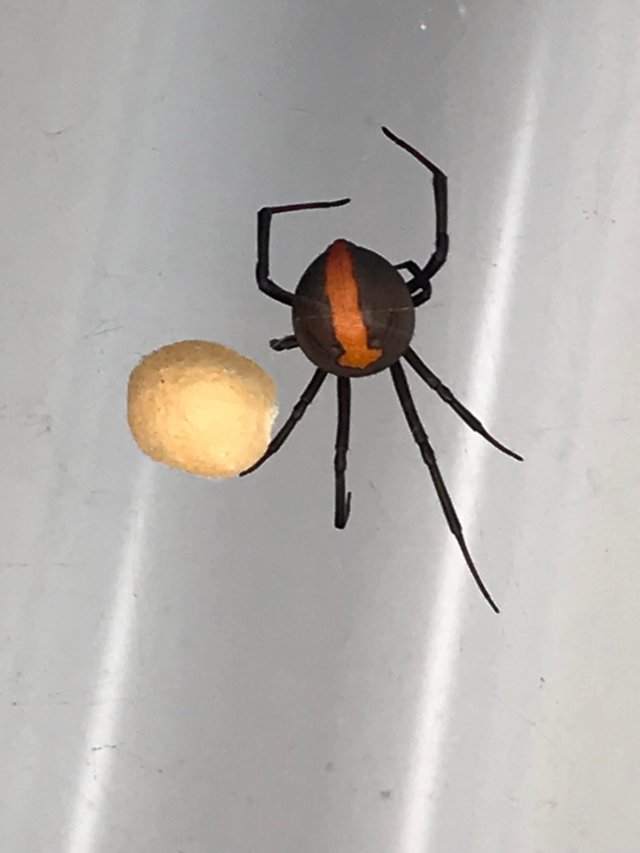 redback sizing reddit