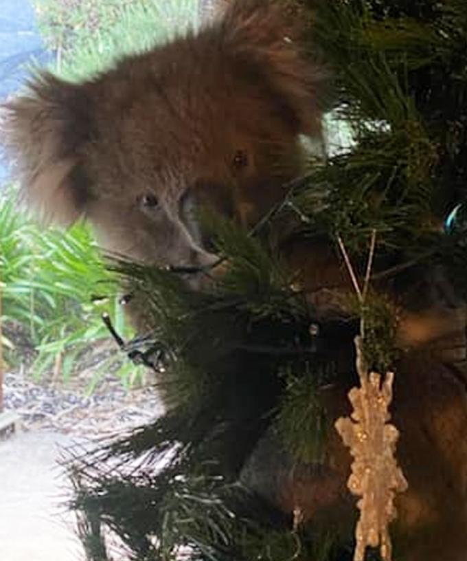 Aussie Woman Finds Koala Making Itself At Home In Christmas Tree