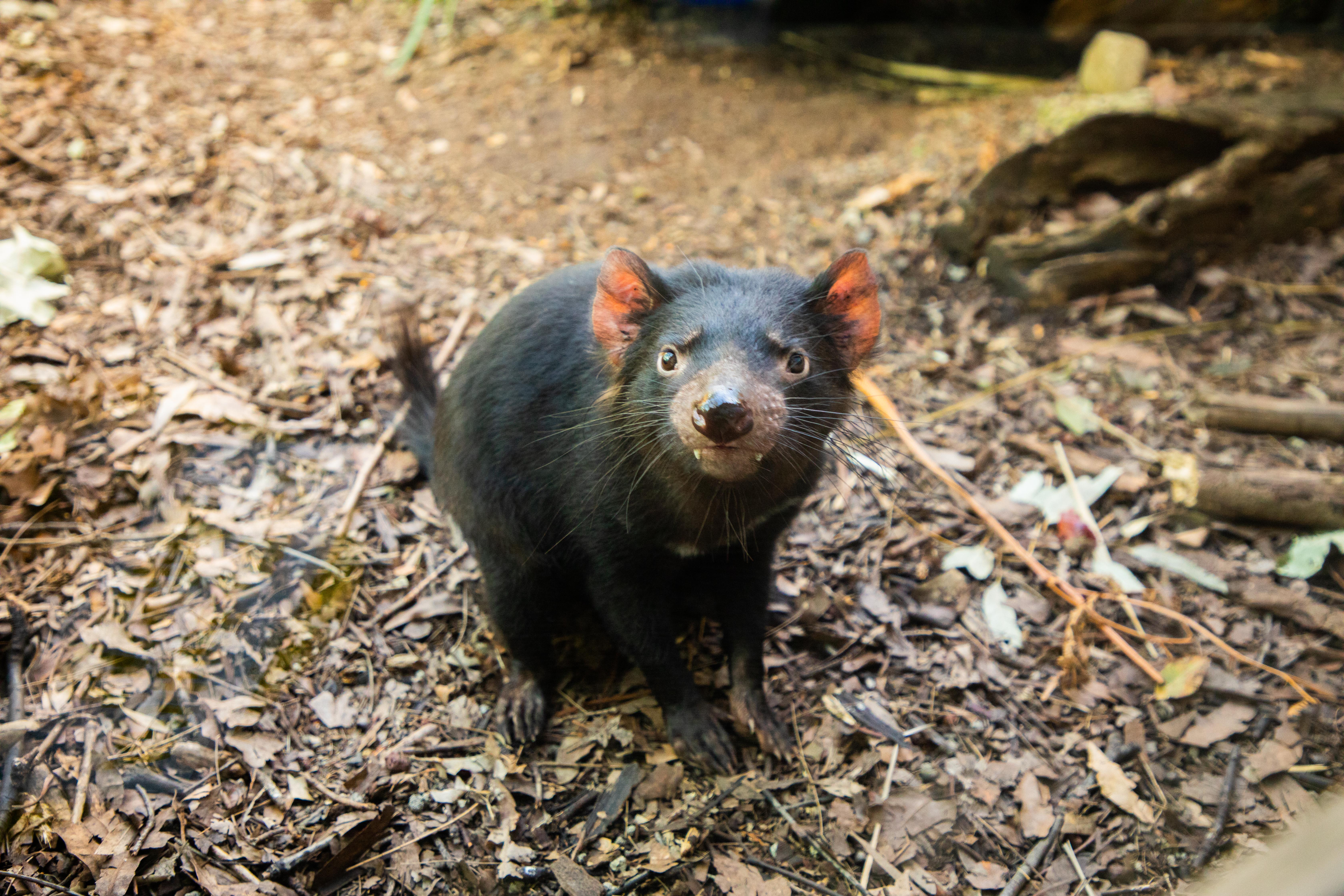 this baby tasmanian devil and his keeper are the best friends ever