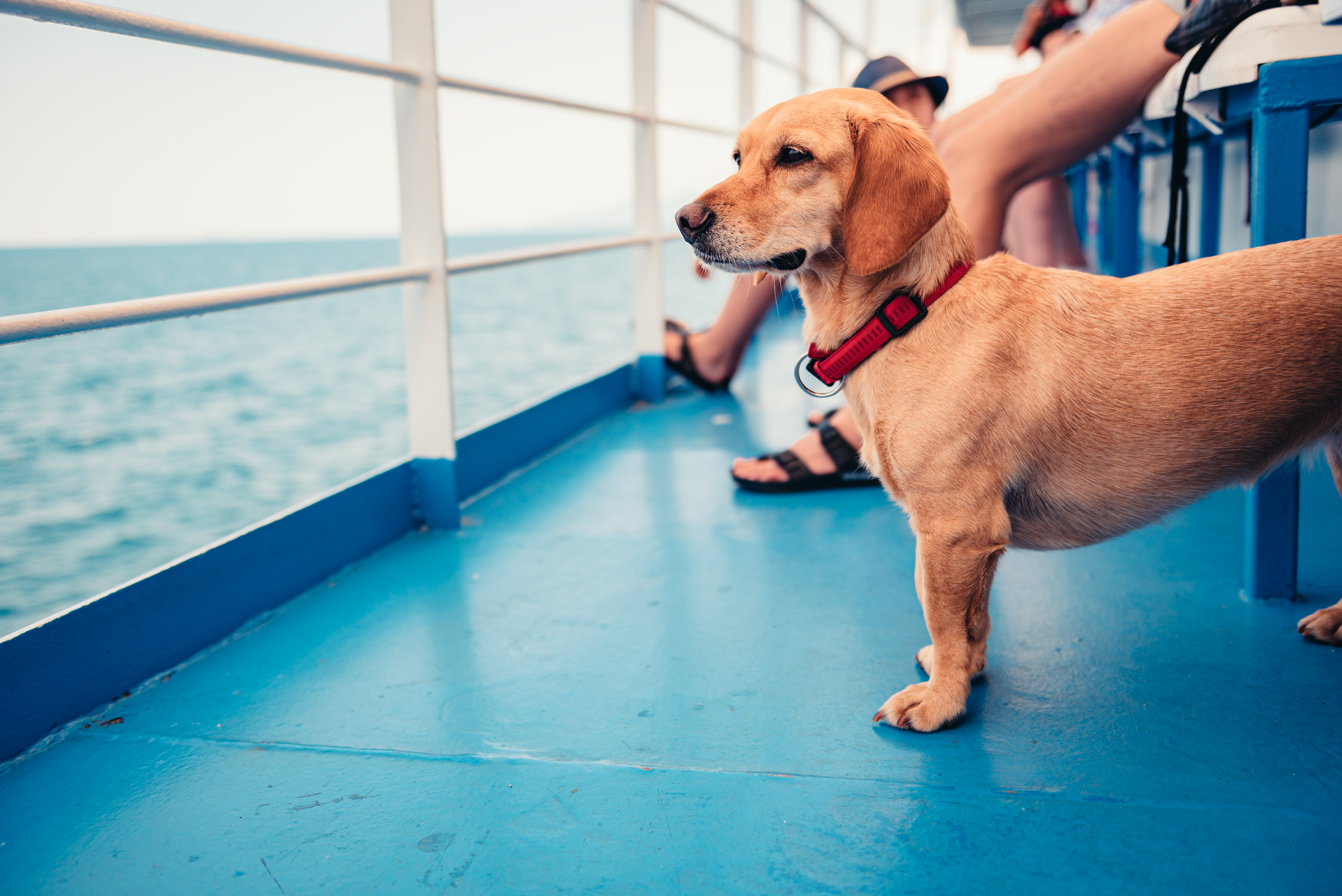 are dogs allowed on ferries