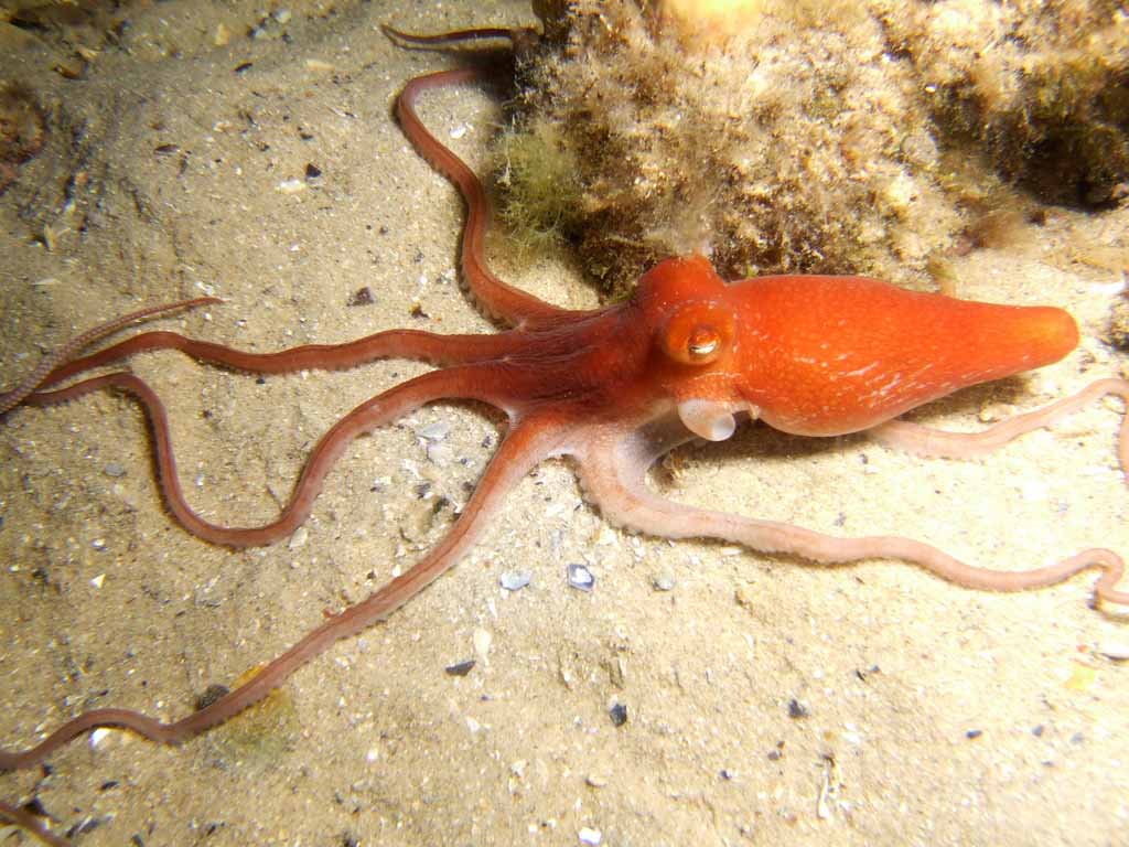 Australian Octopus Venom May Treat Melanoma