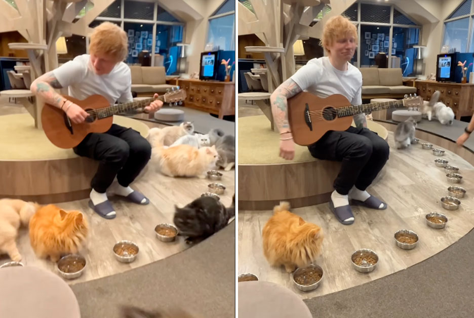 Ten Years After Failing To Serenade Unimpressed Cats, Ed Sheeran Fails ...