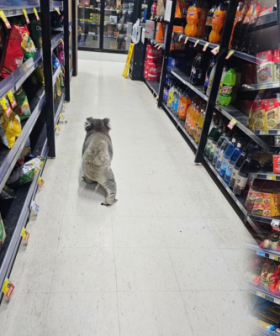 Koala Spotted Doing Weekly Grocery Shop